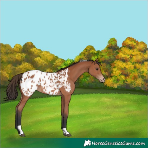 Horse Color:Bay Tobiano Appaloosa 