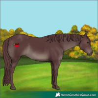 Horse Color:Chocolate Black Rabicano 