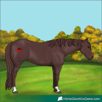 Horse Color:Chocolate Black 