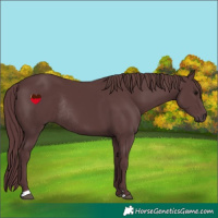 Horse Color:Chocolate Black Rabicano 