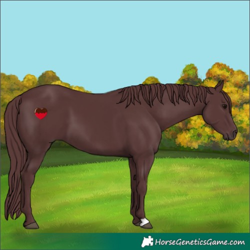 Horse Color:Chocolate Black 