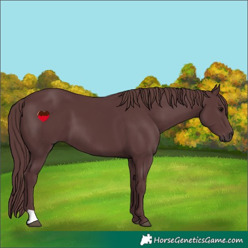 Horse Color:Chocolate Black