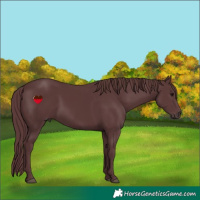 Horse Color:Chocolate Black 