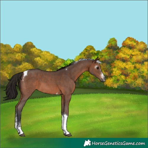 Horse Color:Gray Bay Sabino Tobiano 