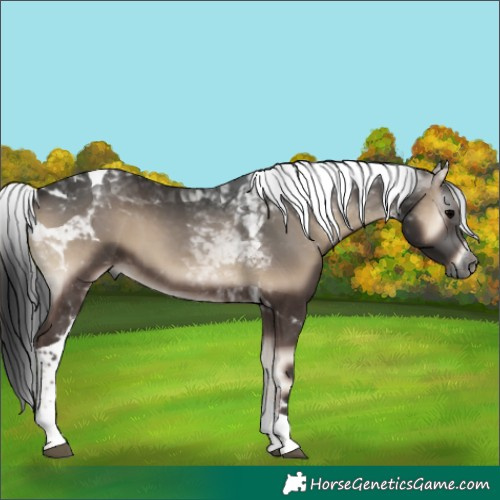 Horse Color:Gray Blue Onyx Sabino Tobiano Rabicano 