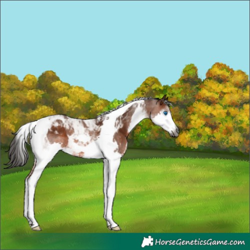 Horse Color:Gray Bay Splash Tobiano 