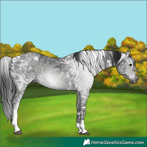 Horse Color:Gray Black Ice Tobiano 