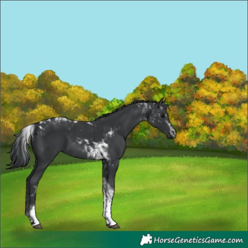 Horse Color:Black Tobiano 