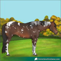Horse Color:White Spotted Brown Tobiano 