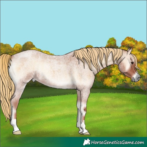 Horse Color:Red Onyx Roan