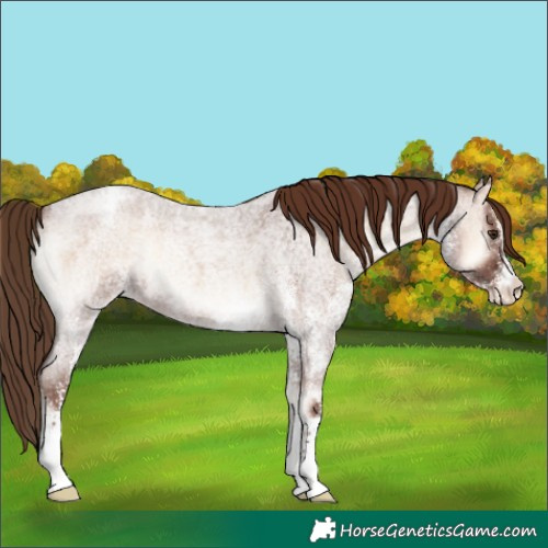 Horse Color:White Spotted Red Onyx Roan Appaloosa 