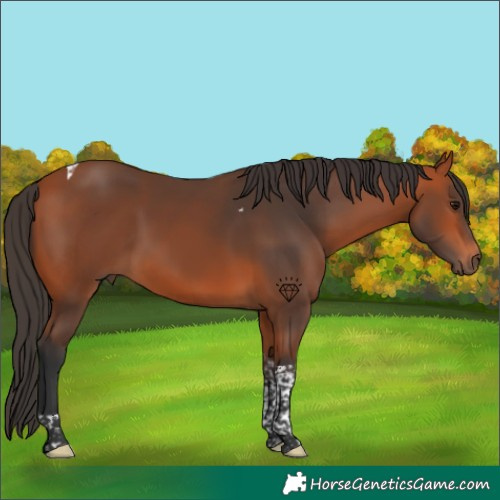 Horse Color:Bay Tobiano 