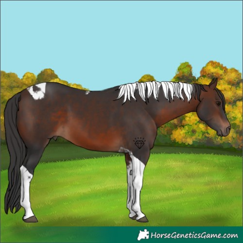 Horse Color:Brown Tobiano 