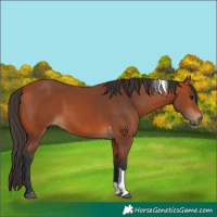 Horse Color:Bay Tobiano 