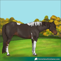 Horse Color:Liver Chestnut Tobiano 