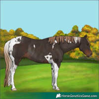 Horse Color:Liver Chestnut Tobiano Rabicano 