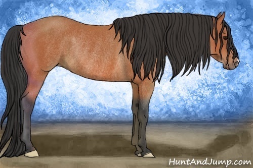 Horse Color:Bay Rabicano 