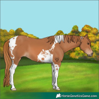Horse Color:Chestnut Tobiano 