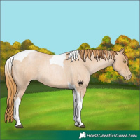 Horse Color:Red Roan Pearl Tobiano 