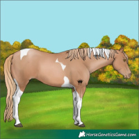 Horse Color:Chestnut Pearl Tobiano 