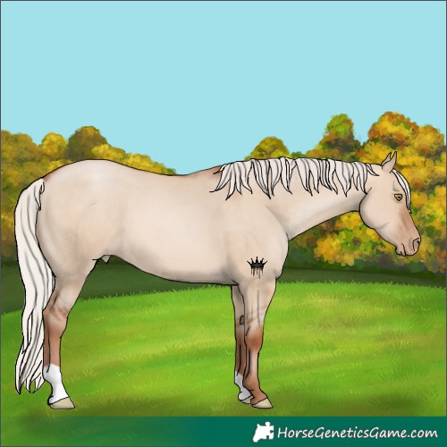 Horse Color:Silver Brown Pearl Dun 