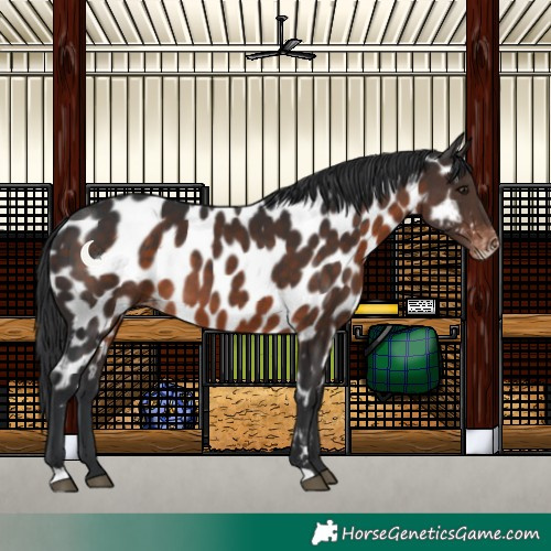 Horse Color:Brown Appaloosa 