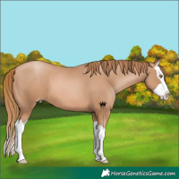 Horse Color:Chestnut Pearl Splash