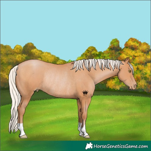 Horse Color:Silver Bay Pearl Rabicano 