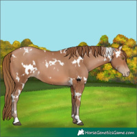 Horse Color:White Spotted Brown Pearl 