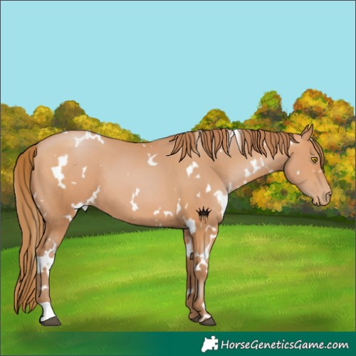 Horse Color:White Spotted Bay Pearl 