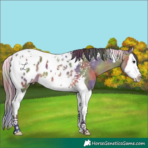 Horse Color:Nacre Bay Dun Splash Tobiano Appaloosa 