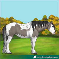 Horse Color:Grullo Splash Tobiano