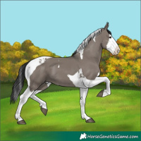 Horse Color:Grullo Splash Tobiano 