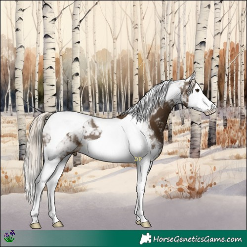 Horse Color:Chocolate Palomino Sabino Splash Tobiano 
