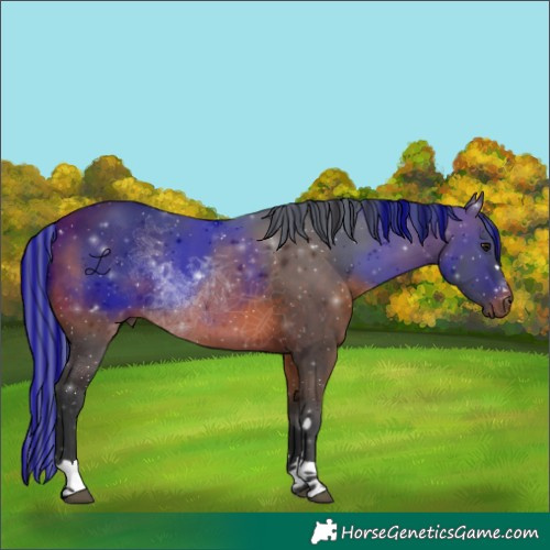 Horse Color:Painted Bay Rabicano 