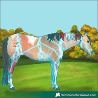 Horse Color:Thunderstruck Buckskin Dun Tobiano 