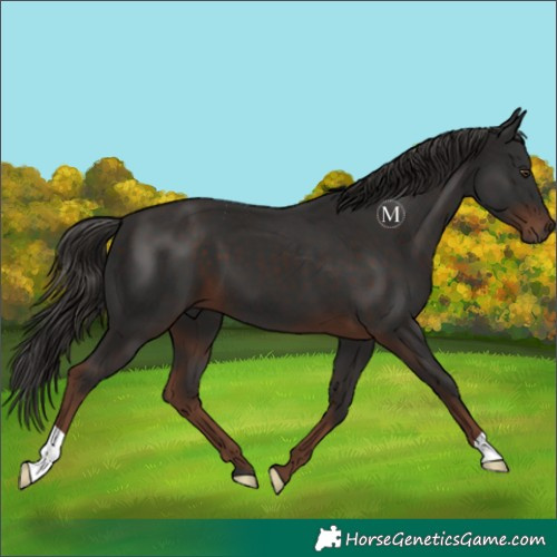 Horse Color:Liver Chestnut 