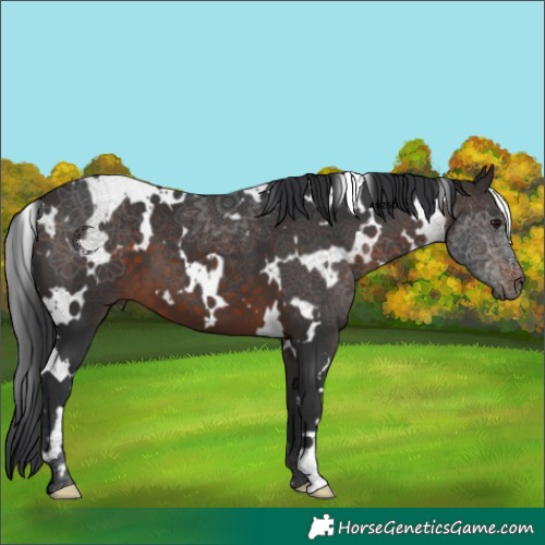 Horse Color:White Spotted Brown 