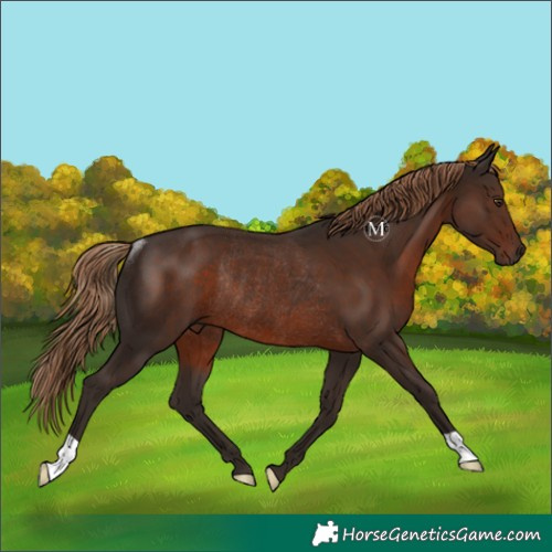 Horse Color:Liver Chestnut Rabicano 