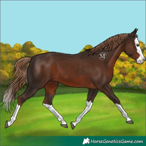 Horse Color:Liver Chestnut Splash 