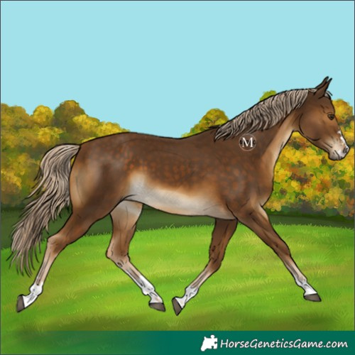 Horse Color:Chocolate Palomino
