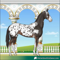 Horse Color:Liver Chestnut Sabino Appaloosa 