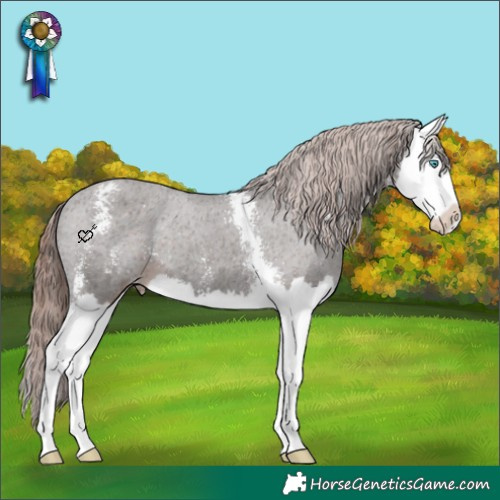 Horse Color:Liver Chestnut Sabino Splash Appaloosa 