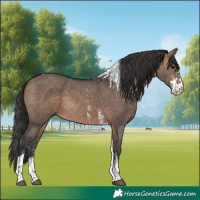 Horse Color:Brown Dun Sabino Tobiano Rabicano 