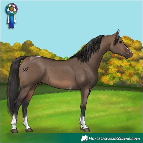 Horse Color:Brown Dun Tobiano 
