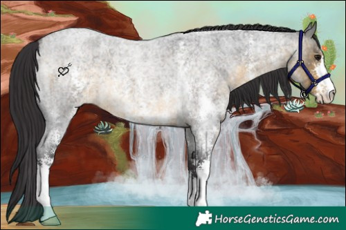 Horse Color:Buckskin Roan Sabino 