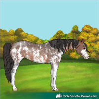 Horse Color:Brown Sabino Rabicano 