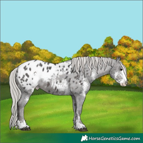 Horse Color:Silver Brown Ice Sabino Appaloosa 