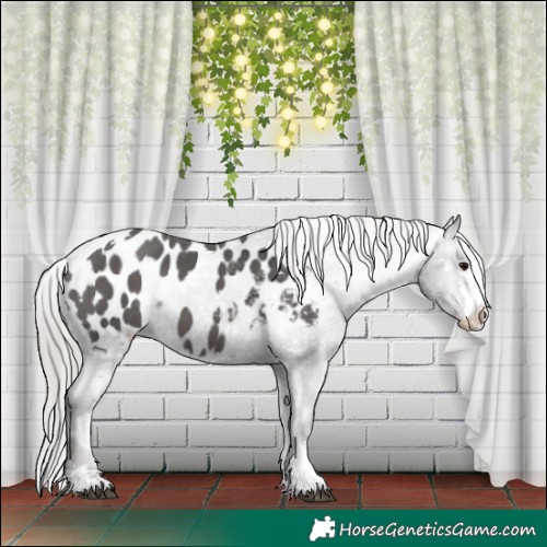 Horse Color:White Spotted Silver Brown Ice Sabino Appaloosa 
