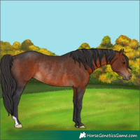 Horse Color:Brown Rabicano 